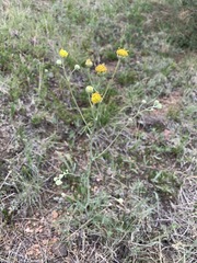 Hymenopappus filifolius polycephalus