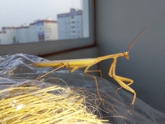 Mantis religiosa