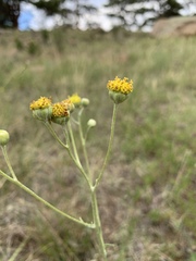 Hymenopappus filifolius polycephalus