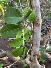 Eugenia pseudopsidium