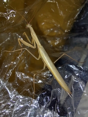 Mantis religiosa