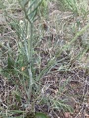 Hymenopappus filifolius polycephalus