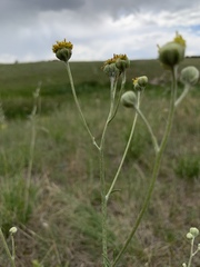 Hymenopappus filifolius polycephalus