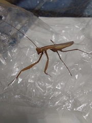 Mantis religiosa