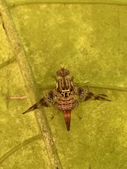Ceratitis edwardsi