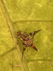 Ceratitis edwardsi
