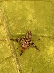 Ceratitis edwardsi