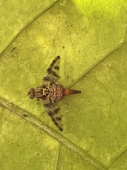 Ceratitis edwardsi