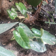 Araceae
