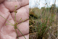 Juncus debilis