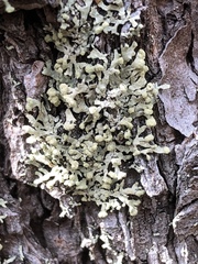 Parmeliopsis capitata