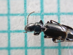 Microlestes maurus