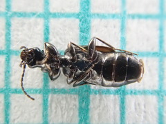 Microlestes maurus