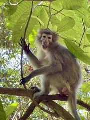 Cercocebus sanjei