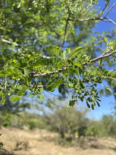 Dog Poop Bush