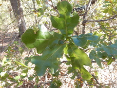 Quercus × hastingsii