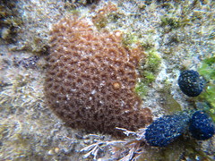 Anomastraea irregularis