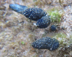 Eudistoma caeruleum