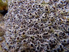 Aplidium monile
