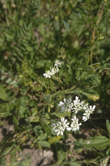 Bifora radians