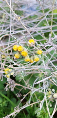 Achillea fragrantissima