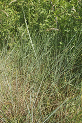 Thinopyrum intermedium intermedium