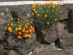 Eschscholzia californica