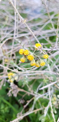 Achillea fragrantissima