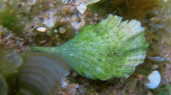 Udotea
