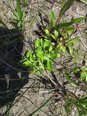 Parnassia glauca