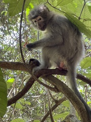Cercocebus sanjei