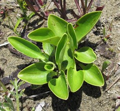Parnassia glauca