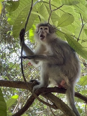 Cercocebus sanjei