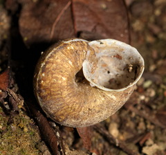 Cyclophorus punctatus