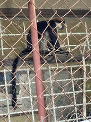 Piliocolobus gordonorum