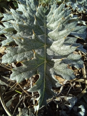 Cynara algarbiensis