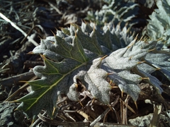 Cynara algarbiensis