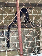 Piliocolobus gordonorum