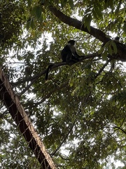 Piliocolobus gordonorum