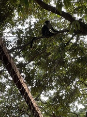 Piliocolobus gordonorum