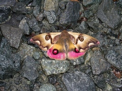 Polythysana rubrescens