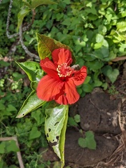 Hibiscus clayi