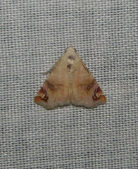 Eublemma apicimacula