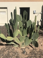 Opuntia