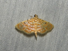Notarcha quaternalis