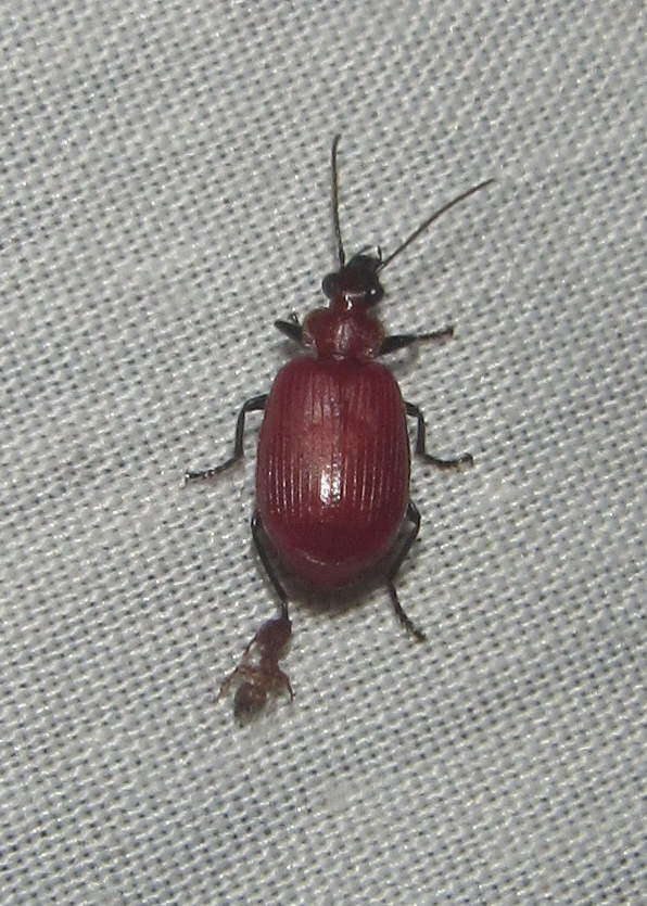 Lebiomorphica