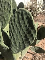 Opuntia
