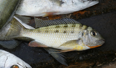 Limnotilapia dardennii