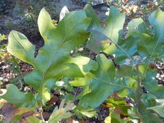 Quercus × hastingsii