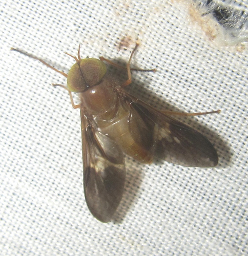 Oldroydiella
